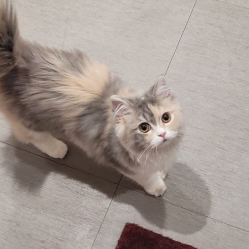 Magnifiques chatons persans #3