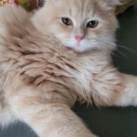 Magnifiques chatons persans #1