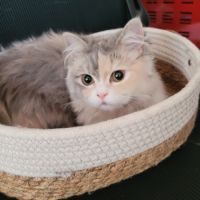 Magnifiques chatons persans #2