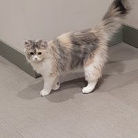 Magnifiques chatons persans