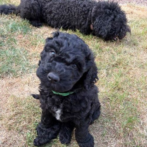 Chiot barbet mâle né le 29/05/2026 à adopter