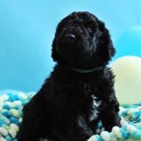 Chiot barbet mâle né le 29/05/2026 à adopter #10