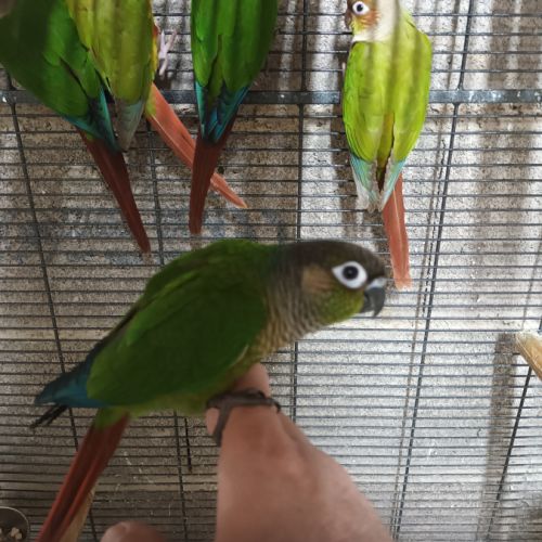 Conure molinae soleil veuve #1