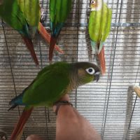 Conure molinae soleil veuve #1