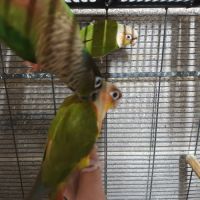 Conure molinae soleil veuve #2