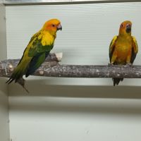 Conure molinae soleil veuve