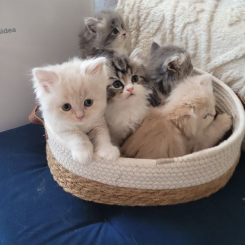 À réserver : adorables chatons persans #3