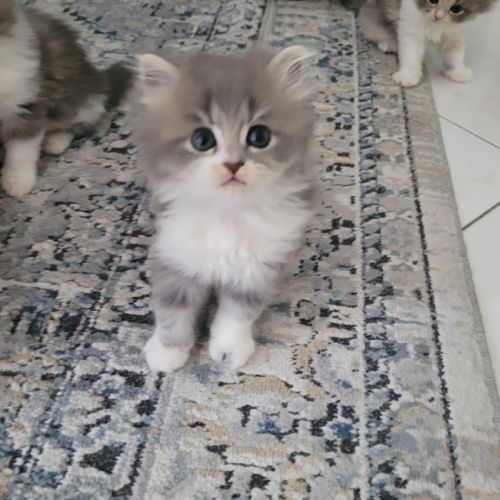 À réserver : adorables chatons persans #4