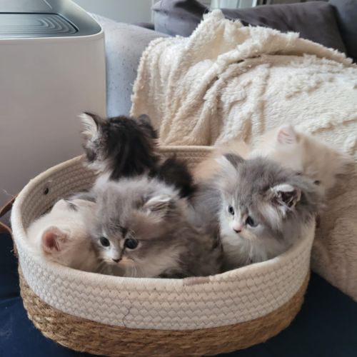 À réserver : adorables chatons persans