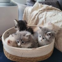 À réserver : adorables chatons persans #1