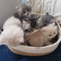 À réserver : adorables chatons persans #2