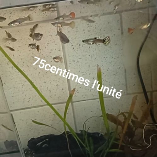 Plusieurs guppys #2