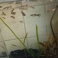Plusieurs guppys #1