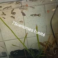 Plusieurs guppys #2