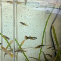 Plusieurs guppys