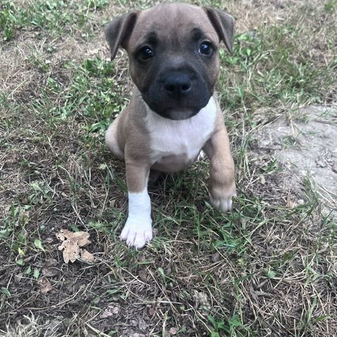 Chiot staffie male #0