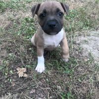 Chiot staffie male