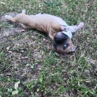Chiot staffie male #2