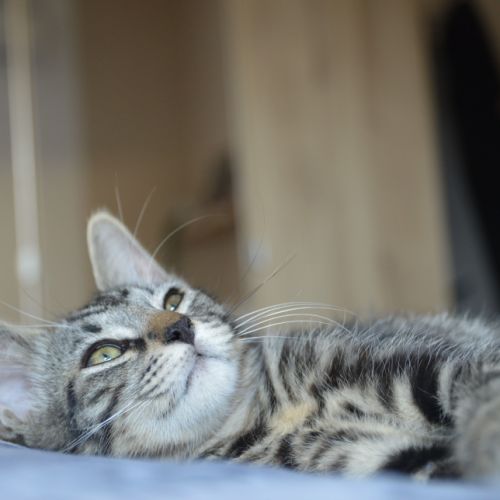 Atlas à l'adoption #3