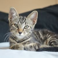 Atlas à l'adoption