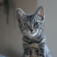 Atlas à l'adoption #2