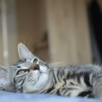 Atlas à l'adoption #3