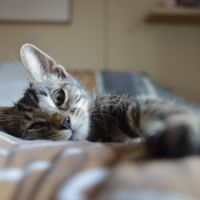 Atlas à l'adoption #4