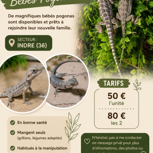 Bebe pogona