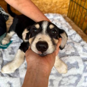 Balto petit bébé roumain #0