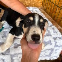 Balto petit bébé roumain #2