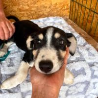 Balto petit bébé roumain #3