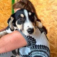 Balto petit bébé roumain #4
