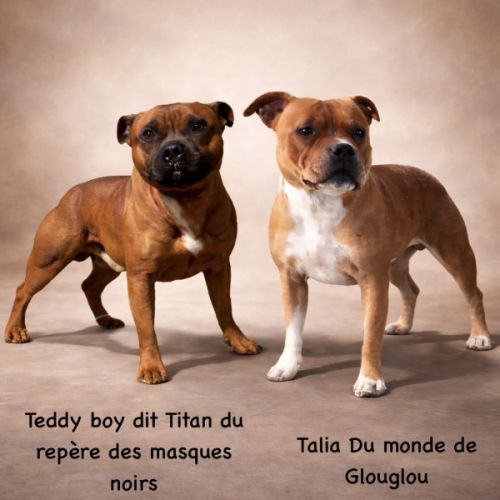 Chiots staffordshire bull terrier ( staffies) #0