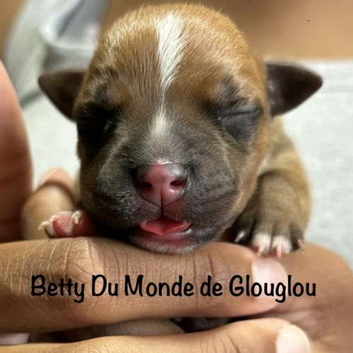 Chiots staffordshire bull terrier ( staffies) #5