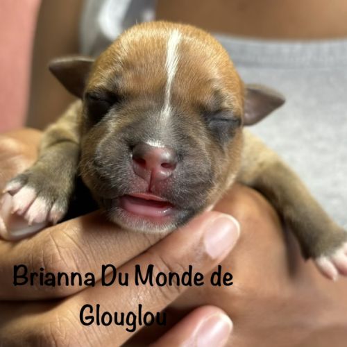 Chiots staffordshire bull terrier ( staffies) #6