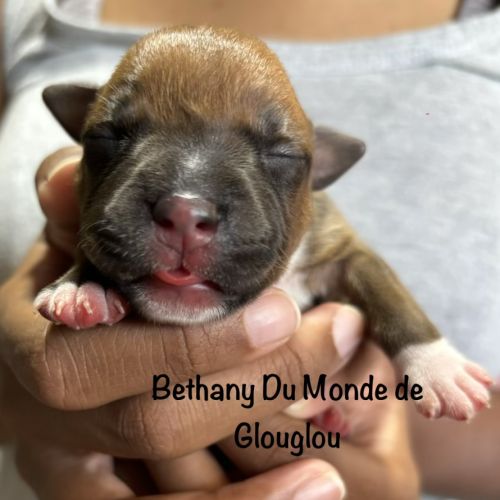Chiots staffordshire bull terrier ( staffies) #7