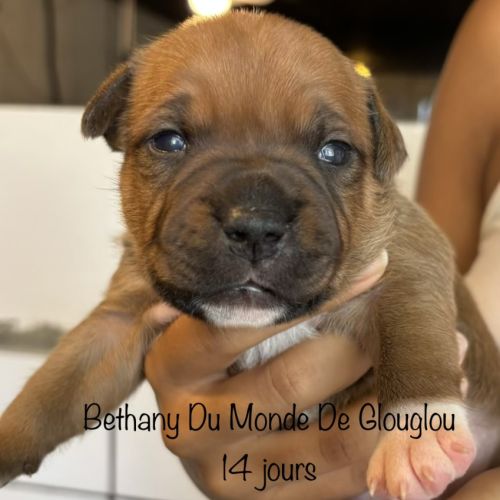 Chiots staffordshire bull terrier ( staffies)