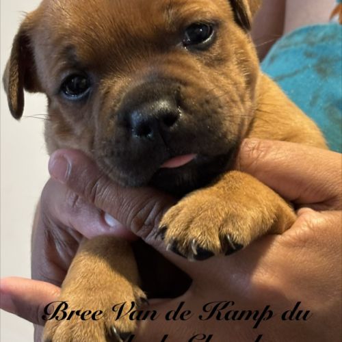 Chiots staffordshire bull terrier ( staffies)