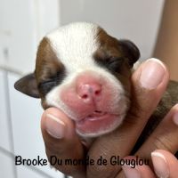 Chiots staffordshire bull terrier ( staffies) #2