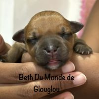 Chiots staffordshire bull terrier ( staffies) #3