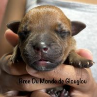 Chiots staffordshire bull terrier ( staffies) #4