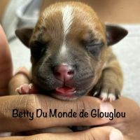 Chiots staffordshire bull terrier ( staffies) #5
