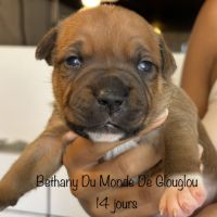 Chiots staffordshire bull terrier ( staffies)