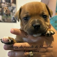 Chiots staffordshire bull terrier ( staffies) #3