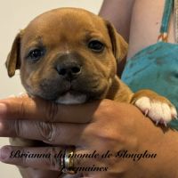 Chiots staffordshire bull terrier ( staffies) #4