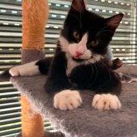 Olive, dynamique, très câline et exclusive #5