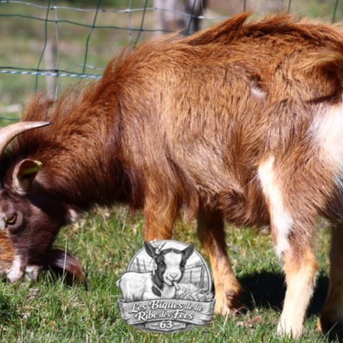 Bouc nain reproducteur #2