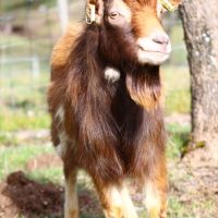 Bouc nain reproducteur