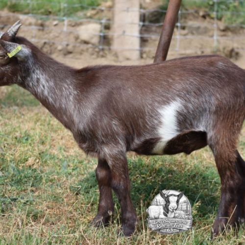 Chevreaux nains (bouc castré et chèvres) #1