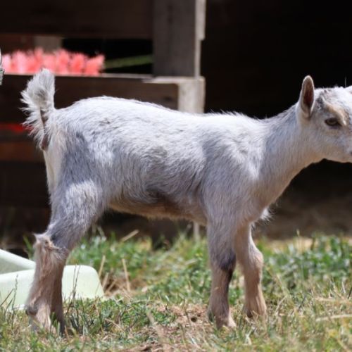 Chevreaux nains (bouc castré et chèvres) #0